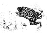 Green or Edible Frog (Rana esculenta) Heb TsePaRDe` (Exo.8, Psa.78.45, Psa.105.30, Rev.16.13)